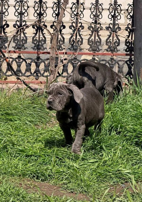 Icarus Neapolitan Mastiff Icarus Neapolitan Mastiff