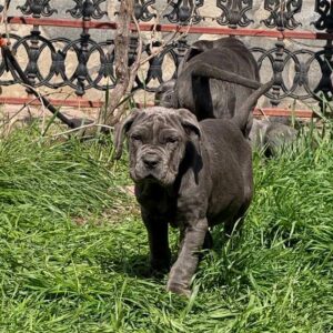 Icarus Neapolitan Mastiff Icarus Neapolitan Mastiff