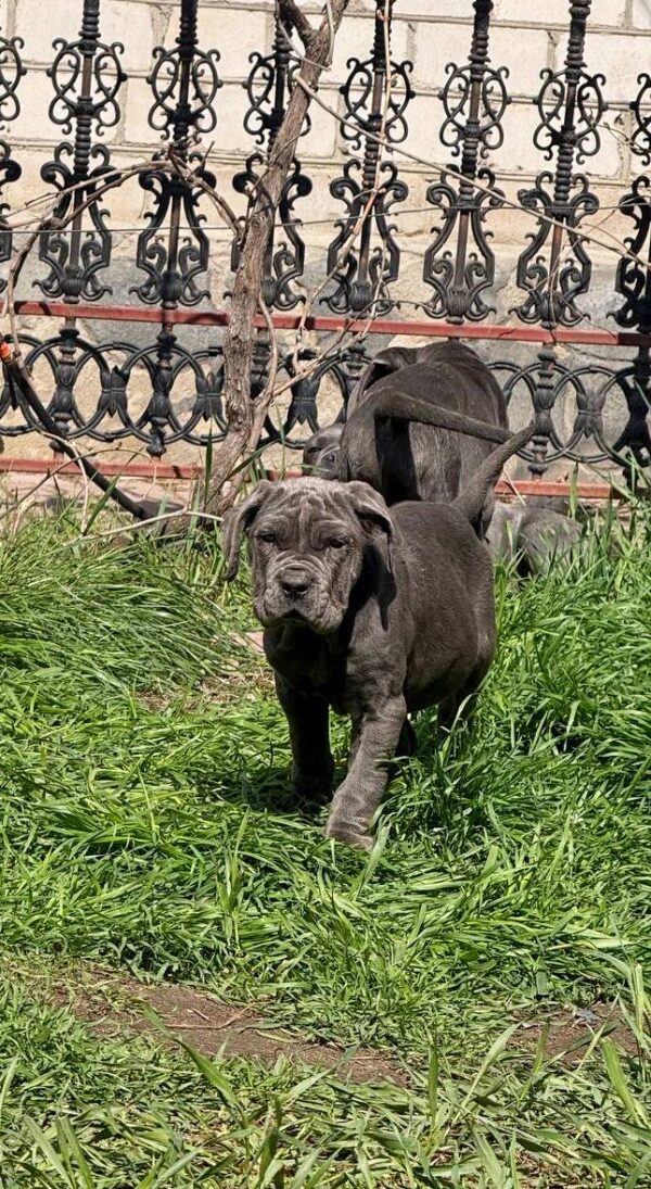 Icarus Neapolitan Mastiff Icarus Neapolitan Mastiff