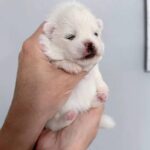 Icey-female-Pomeranian-puppy-for-sale-1