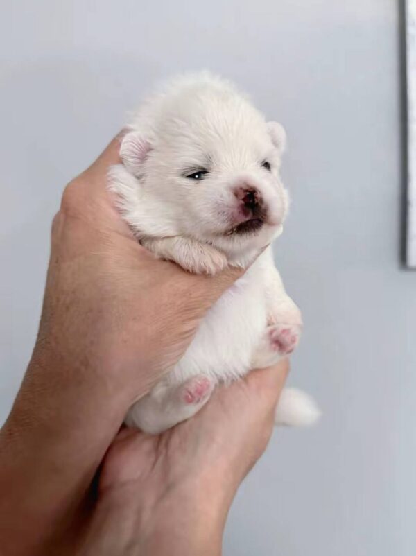 Icey Pomeranian Icey Pomeranian