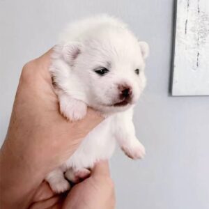 Icey Pomeranian Icey Pomeranian