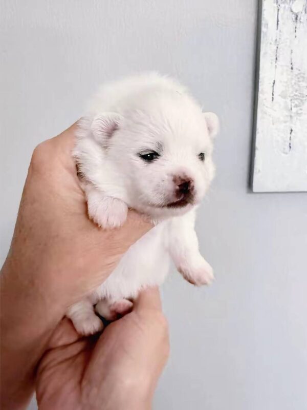 Icey Pomeranian Icey Pomeranian