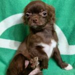 Idris-male-Chihuahua-puppy-for sale-1