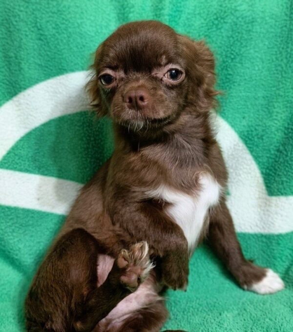 Idris Chihuahua Idris Chihuahua