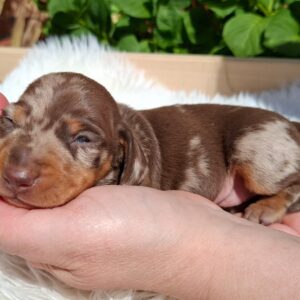 Igor Miniature Dachshund Igor Miniature Dachshund