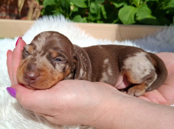 Igor Miniature Dachshund Igor Miniature Dachshund