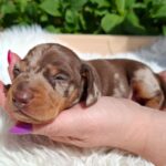 Igor-male-miniature-dachshund-puppy-for-sale- (2)