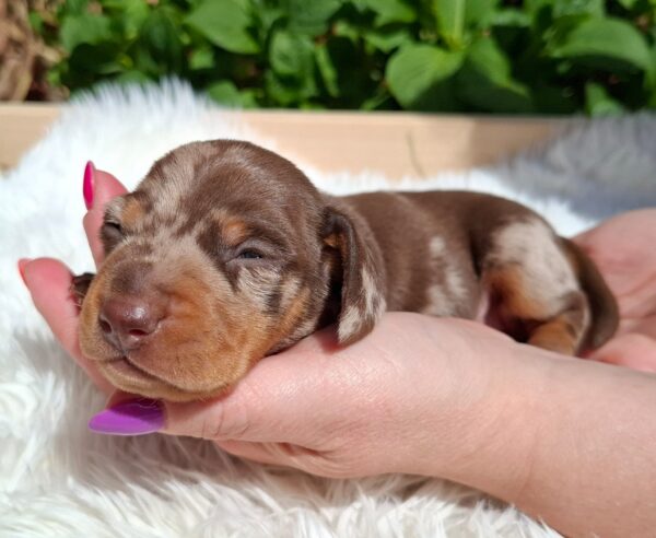 Igor Miniature Dachshund Igor Miniature Dachshund