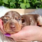 Igor-male-miniature-dachshund-puppy-for-sale- (3)