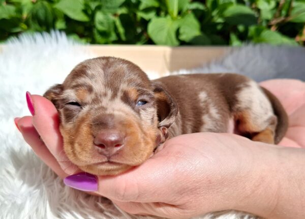 Igor Miniature Dachshund Igor Miniature Dachshund