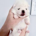 Iliana-female-Pomeranian-puppy-for-sale-1
