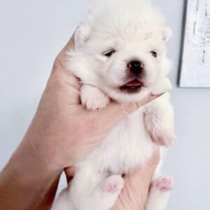 Iliana Pomeranian Iliana Pomeranian