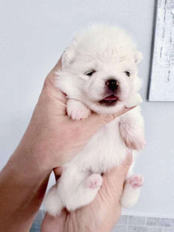 Iliana Pomeranian Iliana Pomeranian