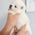 Iliana-female-Pomeranian-puppy-for-sale-2