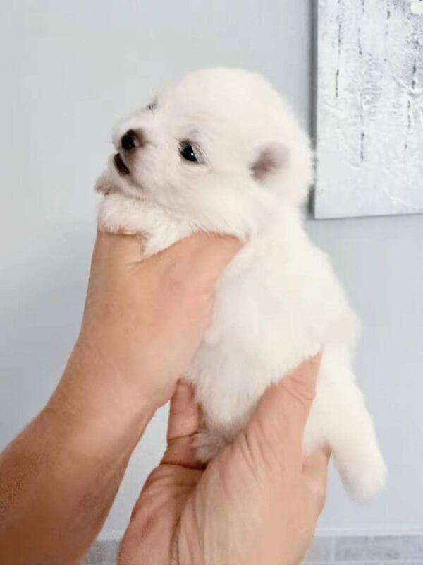 Iliana Pomeranian Iliana Pomeranian