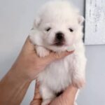 Iliana-female-Pomeranian-puppy-for-sale-3