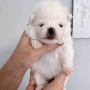 Iliana Pomeranian Iliana Pomeranian