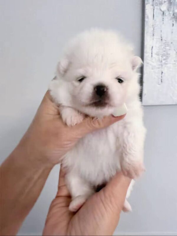 Iliana Pomeranian Iliana Pomeranian