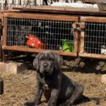 Inferno-male-Neapolitan-Mastiff-puppy-for-sale-1