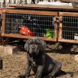 Inferno Neapolitan Mastiff Inferno Neapolitan Mastiff