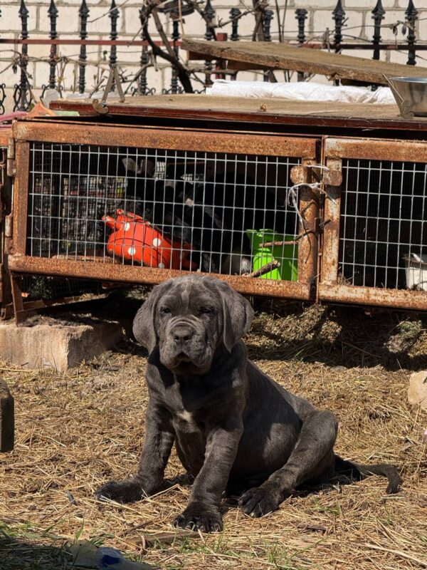 Inferno Neapolitan Mastiff Inferno Neapolitan Mastiff