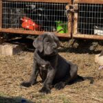 Inferno-male-Neapolitan-Mastiff-puppy-for-sale-2