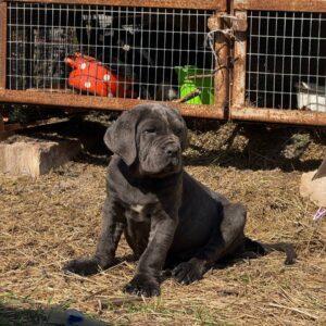 Inferno Neapolitan Mastiff Inferno Neapolitan Mastiff