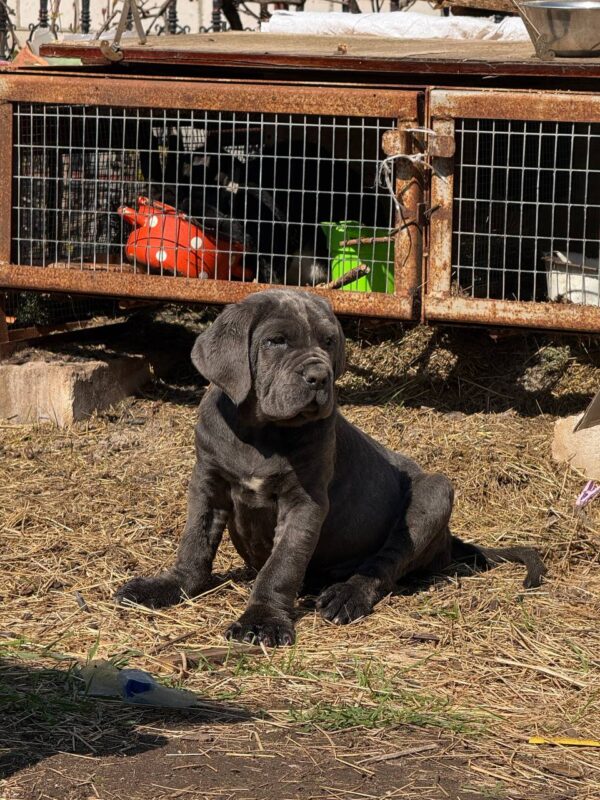 Inferno Neapolitan Mastiff Inferno Neapolitan Mastiff