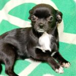 Ingrid-female-Chihuahua-puppy-for sale-1