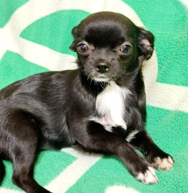 Ingrid Chihuahua Ingrid Chihuahua