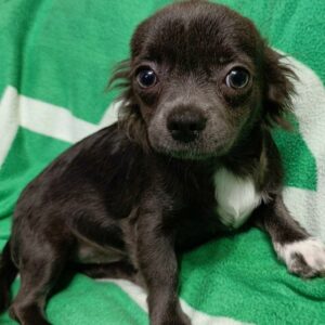 Isaac Chihuahua Isaac Chihuahua