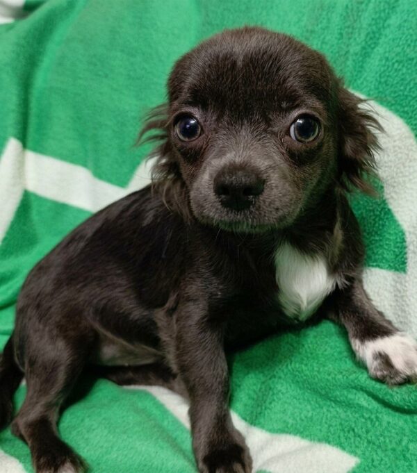 Isaac Chihuahua Isaac Chihuahua