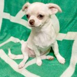 Itzel-male-Chihuahua-puppy-for sale-1