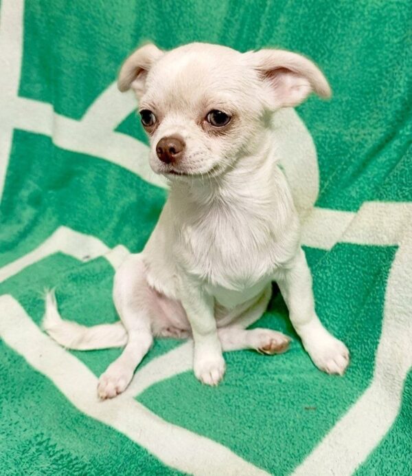 Itzel Chihuahua Itzel Chihuahua