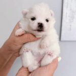 Izza-female-Pomeranian-puppy-for-sale-1