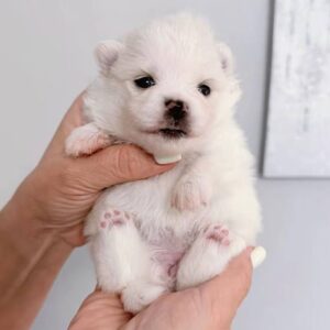 Izza Pomeranian Izza Pomeranian