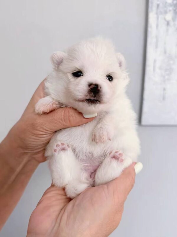 Izza Pomeranian Izza Pomeranian