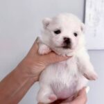 Izza-female-Pomeranian-puppy-for-sale-2