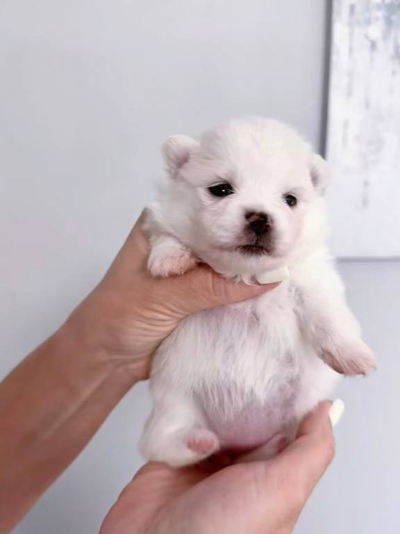 Izza Pomeranian Izza Pomeranian