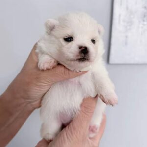 Izza Pomeranian Izza Pomeranian