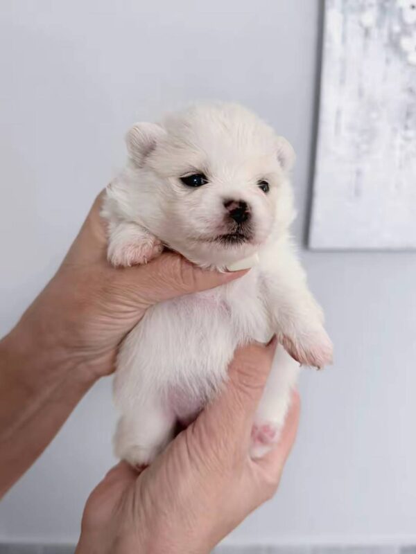 Izza Pomeranian Izza Pomeranian