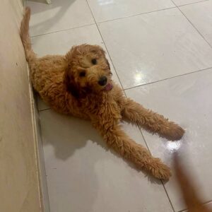 Janin Goldendoodle Janin Goldendoodle