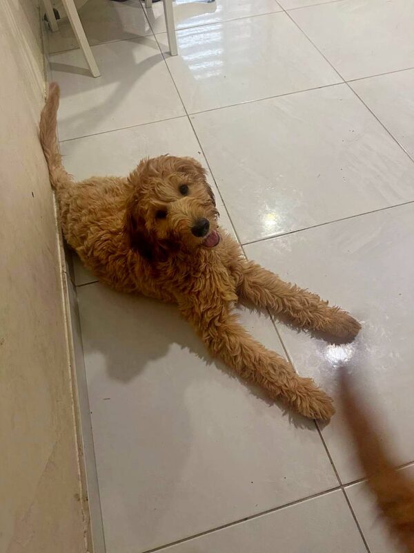 Janin Goldendoodle Janin Goldendoodle