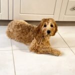 Janin-female-Goldendoodle-puppy-for-sale-2