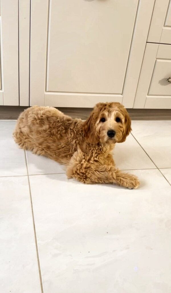 Janin Goldendoodle Janin Goldendoodle