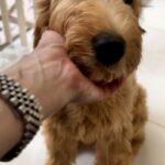 Janin-female-Goldendoodle-puppy-for-sale-3