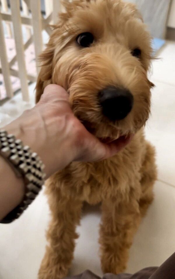 Janin Goldendoodle Janin Goldendoodle