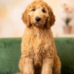 Janin-female-Goldendoodle-puppy-for-sale-4