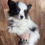 Jean-pierre-male-papillon-puppy-for-sale- (1)